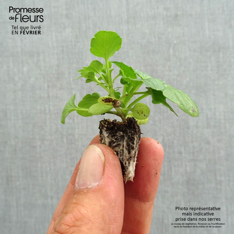 Ejemplar de Viola F1 Farandole Mix - Violeta minicepellón: de 2,2 cm x 2 cm en bandeja de cultivo por 35 entregado en otoño