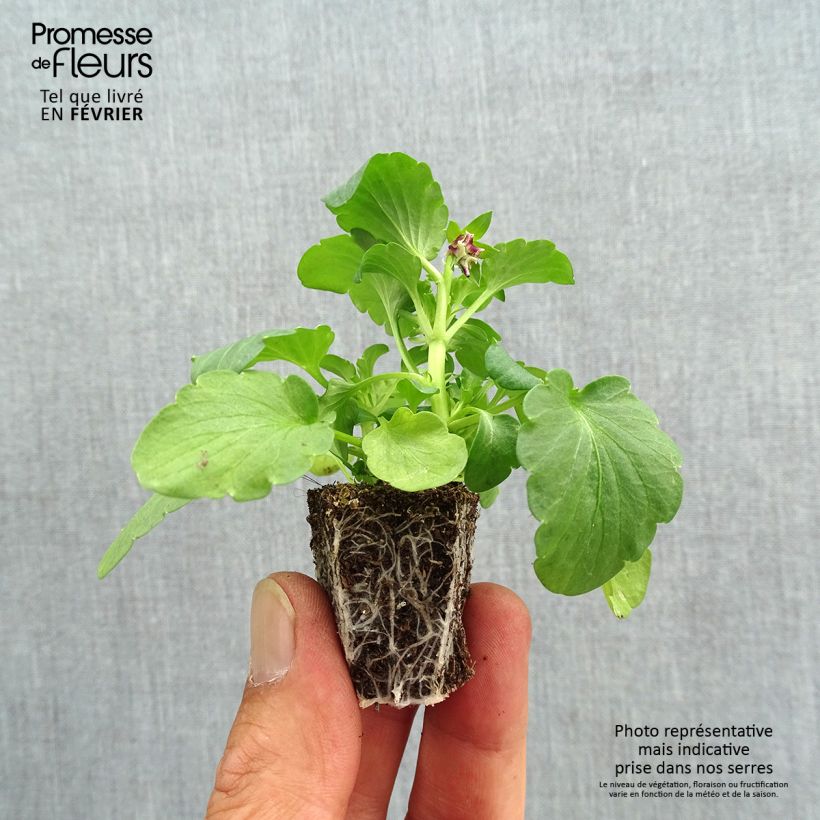 Ejemplar de Viola F1 Farandole Mix - Violeta Bandeja de semillero: cepellón 3,8 cm x 3,2 cm en bandeja de cultivo por 16 entregado en otoño