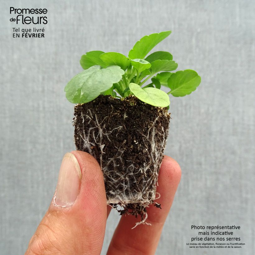 Ejemplar de Viola Cool Wave Lemon - Violeta Bandeja de semillero: cepellón 3,8 cm x 3,2 cm en bandeja de cultivo por 16 entregado en otoño
