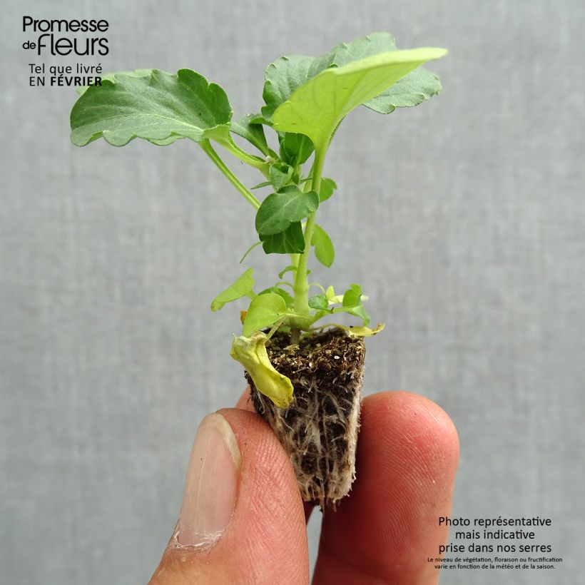 Ejemplar de Viola hybrida Cool Wave Morpho - Violeta hibrida minicepellón: de 2,2 cm x 2 cm en bandeja de cultivo por 35 entregado en otoño