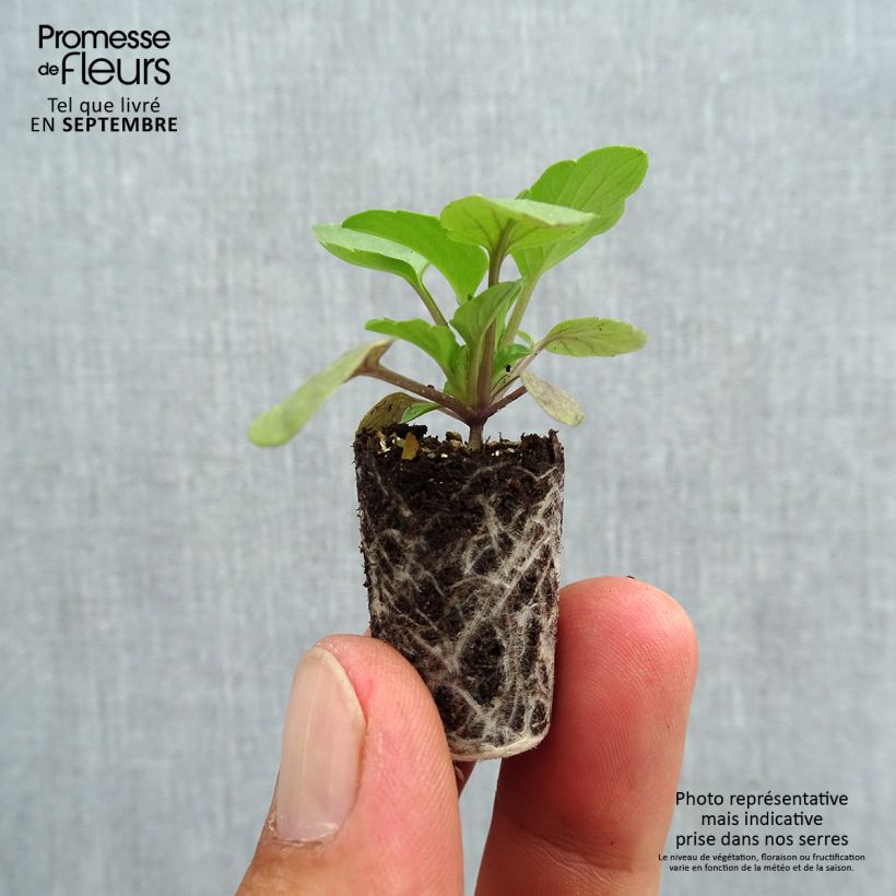 Ejemplar de Viola hybrida Cool Wave Raspberry - Violeta hibrida minicepellón: Ø 1,5/2,5 cm entregado en otoño