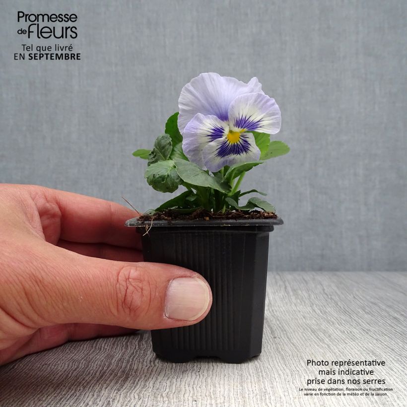 Ejemplar de Viola Prim'Up Ocean Mix - Violeta Maceta de 7/8 cm entregado en otoño