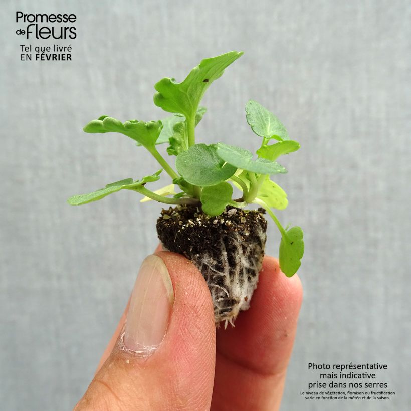 Ejemplar de Viola Prim'Up Ocean Mix - Violeta minicepellón: de 2,2 cm x 2 cm en bandeja de cultivo por 35 entregado en otoño