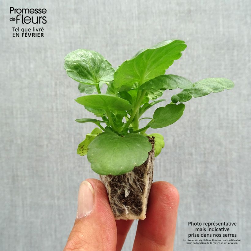 Ejemplar de Viola Prim'Up Ocean Mix - Violeta Bandeja de semillero: cepellón 3,8 cm x 3,2 cm en bandeja de cultivo por 16 entregado en otoño