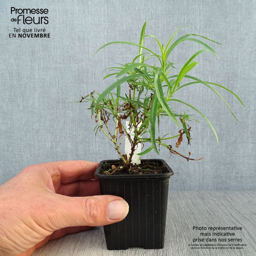 Ejemplar de Penstemon Evelyn Maceta de 8/9 cm entregado en otoño
