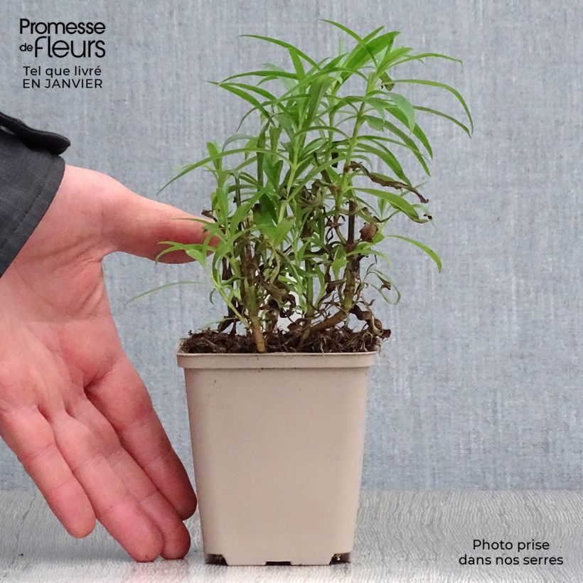 Penstemon Harlequin Red Maceta de 8/9 cm Ejemplar entregado en invierno