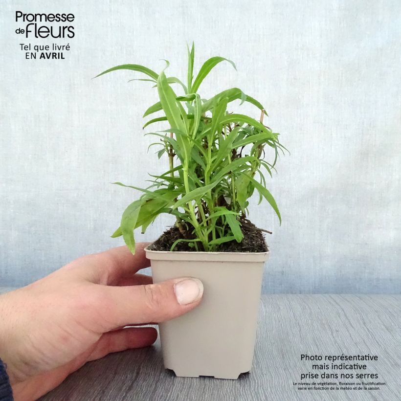 Penstemon Harlequin Red - Galane Godet de 8/9 cm Ejemplar entregado en la primavera