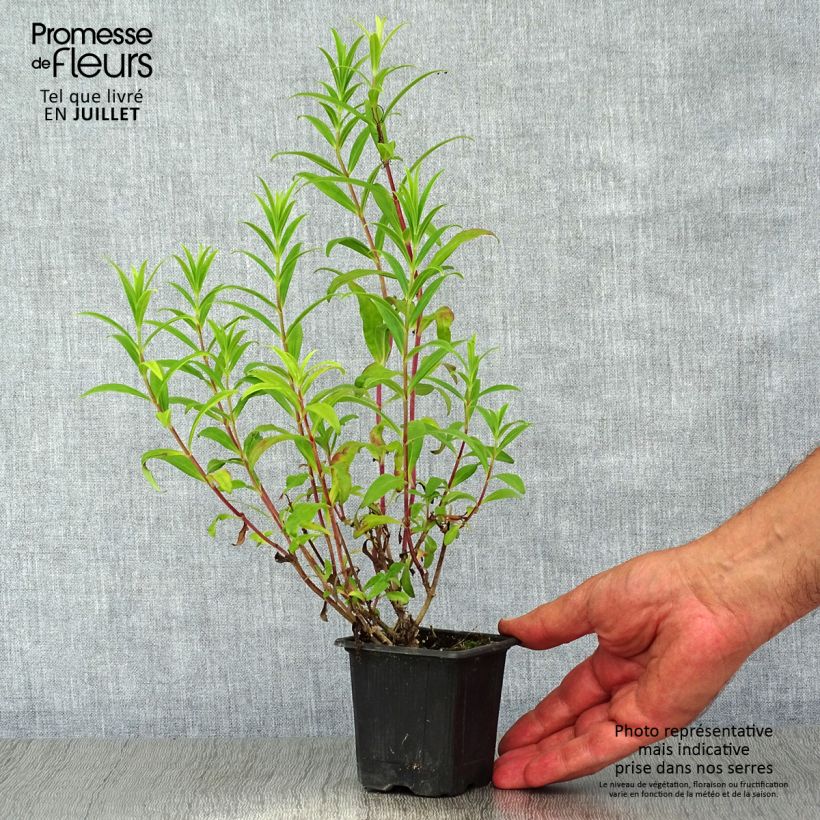 Ejemplar de Penstemon Hewell Pink Bedder - Galane Godet de 8 cm entregado en verano