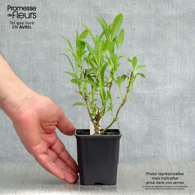 Penstemon Pensham Czar - Galane Godet de 8 cm Ejemplar entregado en la primavera