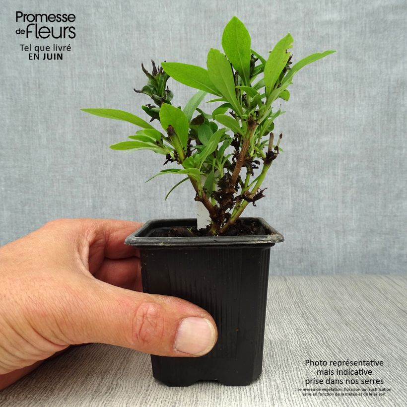 Ejemplar de Penstemon Pensham Laura - Galane Godet de 8 cm entregado en verano