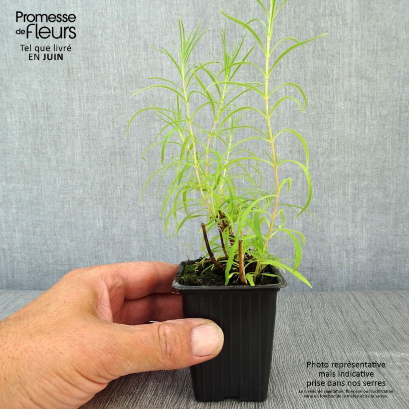 Ejemplar de Penstemon Polaris Rose - Galane Godet de 7/8 cm entregado en verano