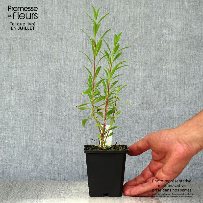 Ejemplar de Penstemon Purple Passion Maceta de 8/9 cm entregado en verano