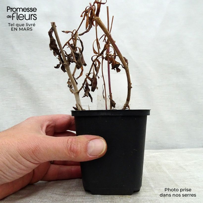 Penstemon Purple Passion - Galane  Godet de 9cm Ejemplar entregado en la primavera