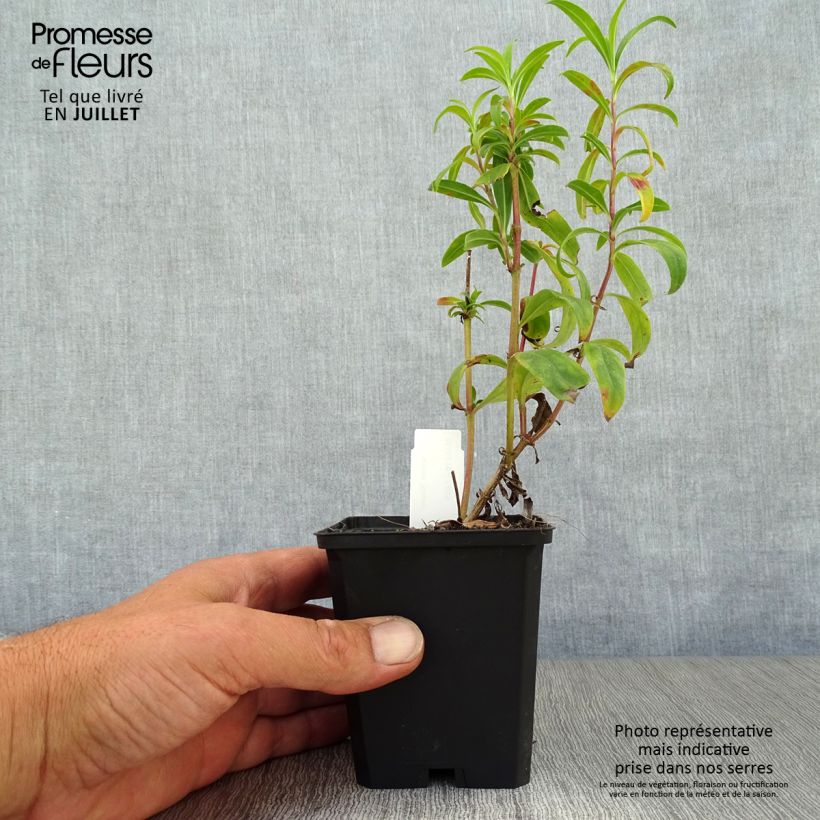 Ejemplar de Penstemon Raven Maceta de 8/9 cm entregado en verano