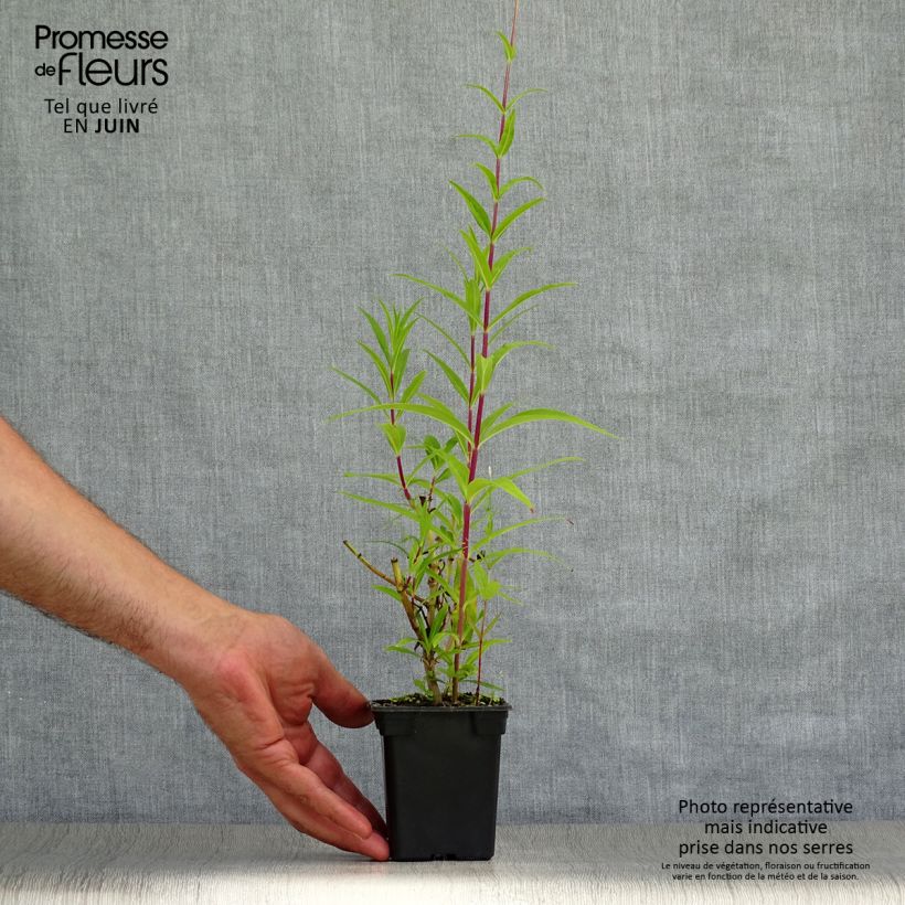 Ejemplar de Penstemon Rich Ruby - Galane Godet de 7/8 cm entregado en verano