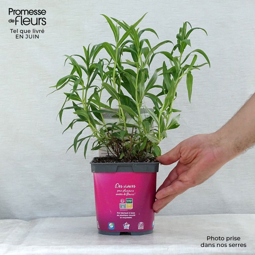 Ejemplar de Penstemon Souvenir d'Adrien Régnier - Galane en pot de 2/3 litres entregado en verano