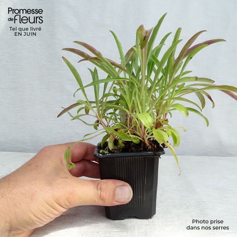 Ejemplar de Penstemon barbatus Coccineus - Muicle Maceta de 8/9 cm entregado en verano
