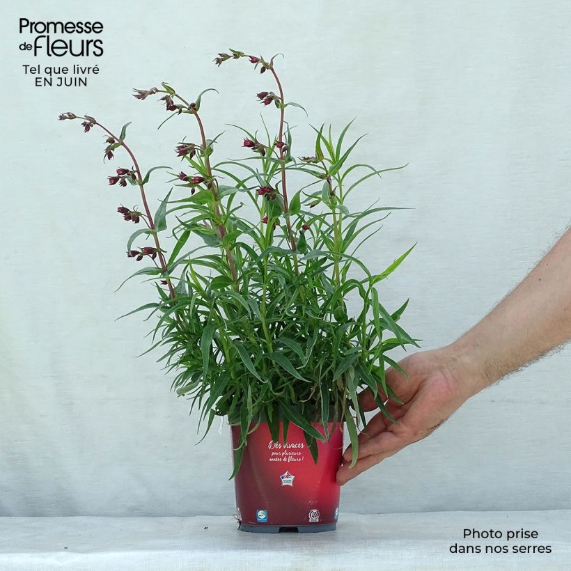 Ejemplar de Penstemon barbatus Coccineus - Muicle Maceta 2L/3L entregado en verano