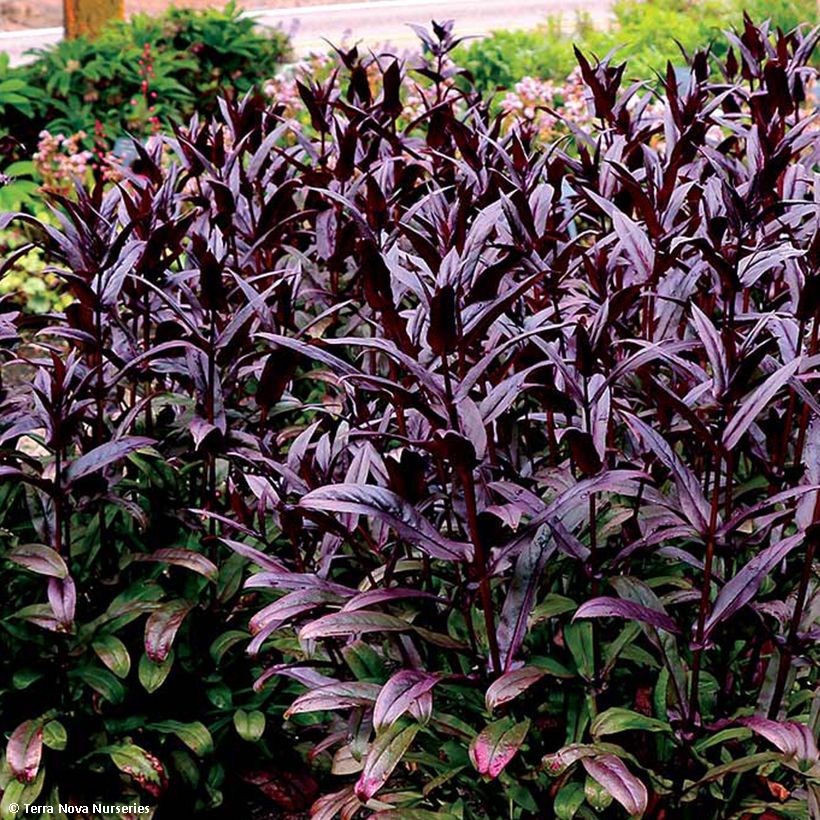 Penstemon digitalis Dakota Burgundy - Lengua de barba (Follaje)