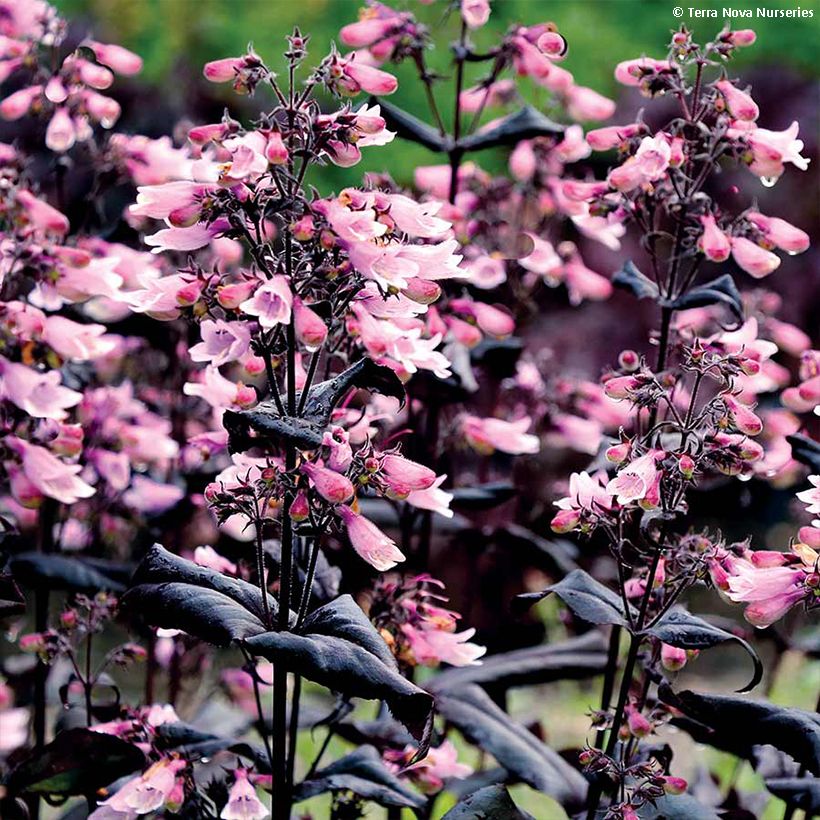 Penstemon digitalis Dakota Burgundy - Lengua de barba (Floración)