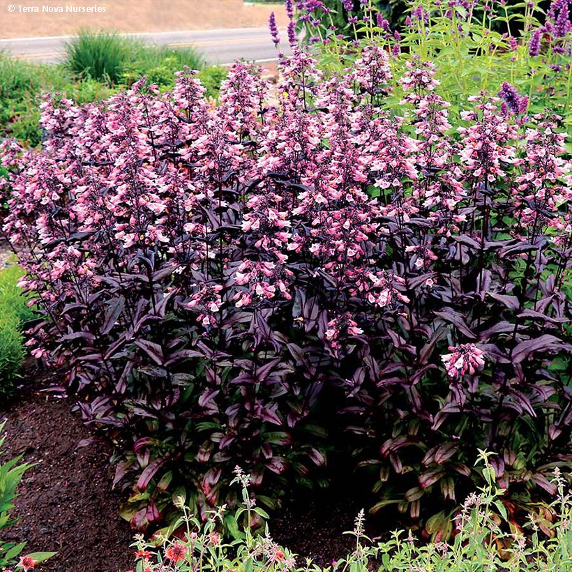 Penstemon digitalis Dakota Burgundy - Lengua de barba (Porte)