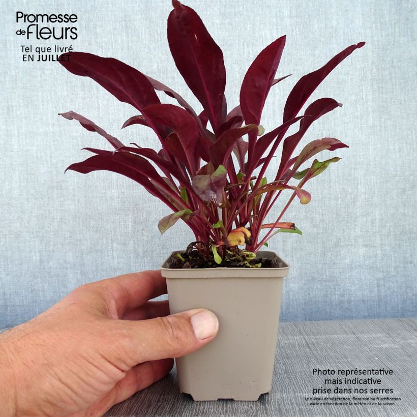 Ejemplar de Penstemon digitalis Dakota Burgundy - Lengua de barba Maceta de 8/9 cm entregado en verano