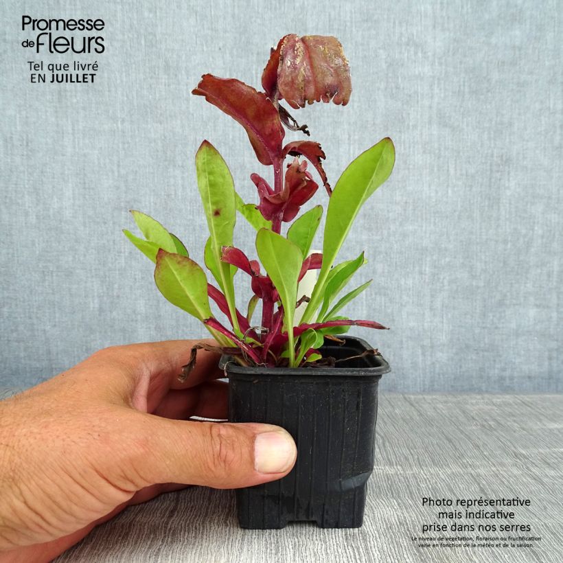Ejemplar de Penstemon digitalis Dakota Verde - Lengua de barba Maceta de 8/9 cm entregado en verano