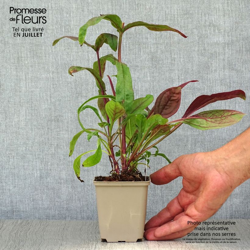 Ejemplar de Penstemon digitalis Pocahontas - Lengua de barba Maceta de 8/9 cm entregado en verano
