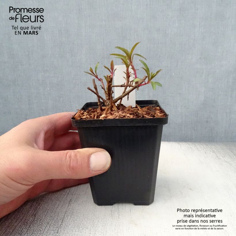 Penstemon glaber - Galane Godet de 8/9 cm Ejemplar entregado en la primavera