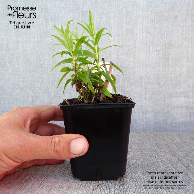Ejemplar de Penstemon Alice Hindley Maceta de 8/9 cm entregado en verano