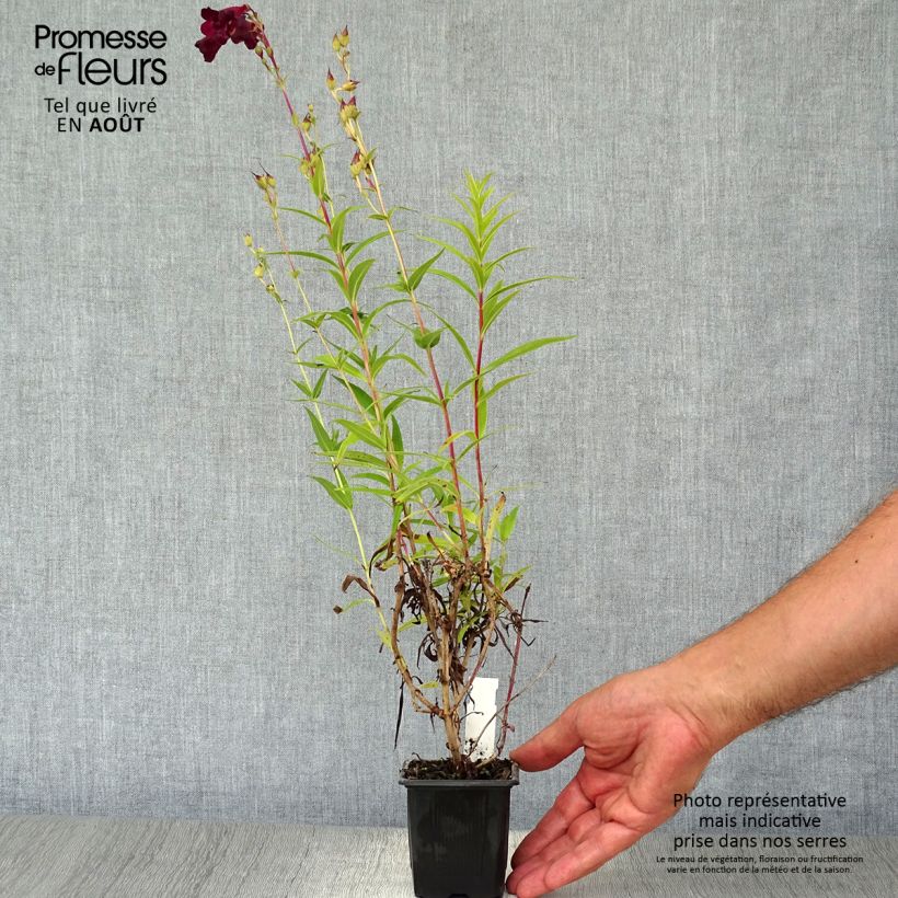 Ejemplar de Penstemon Blackbird Maceta de 7/8 cm entregado en verano