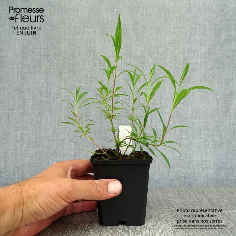Ejemplar de Penstemon Garnet Maceta de 8/9 cm entregado en verano