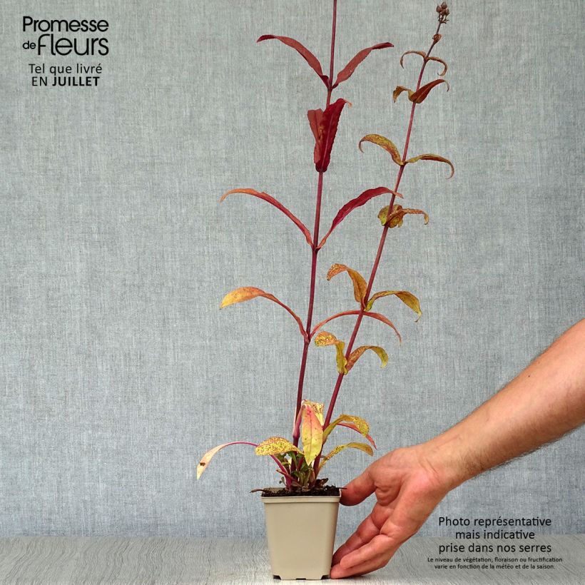 Ejemplar de Penstemon digitalis Husker Red - Lengua de barba Maceta de 8/9 cm entregado en verano