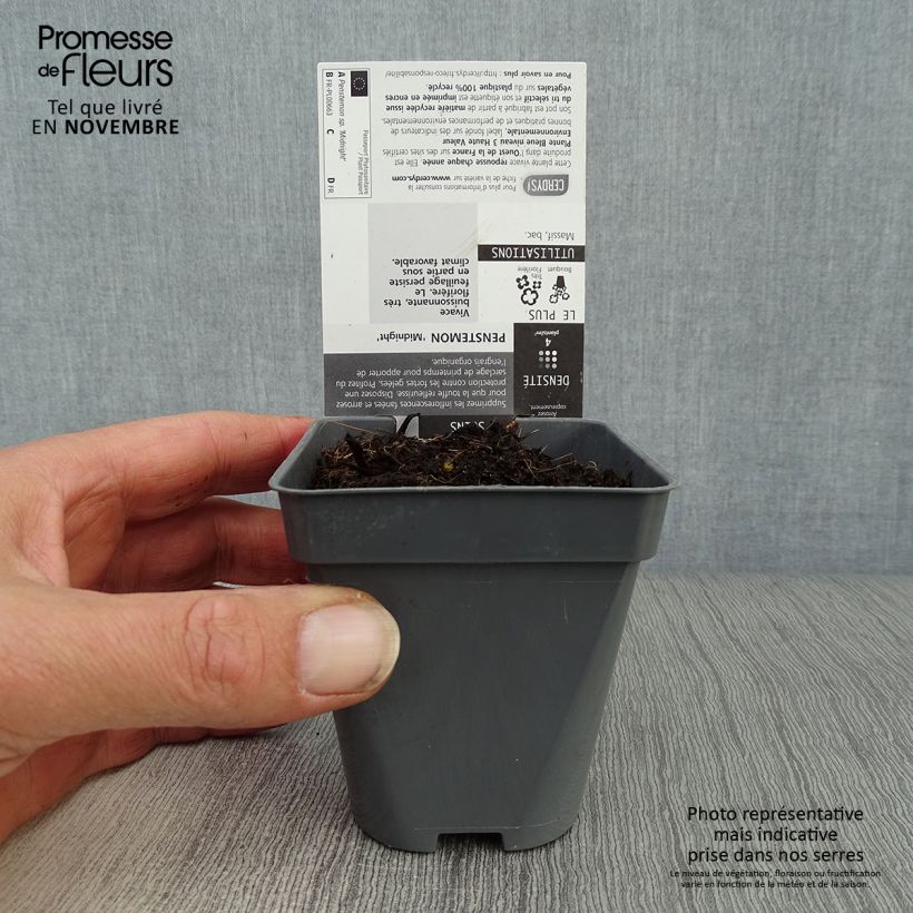 Ejemplar de Penstemon Midnight Maceta de 8/9 cm entregado en otoño