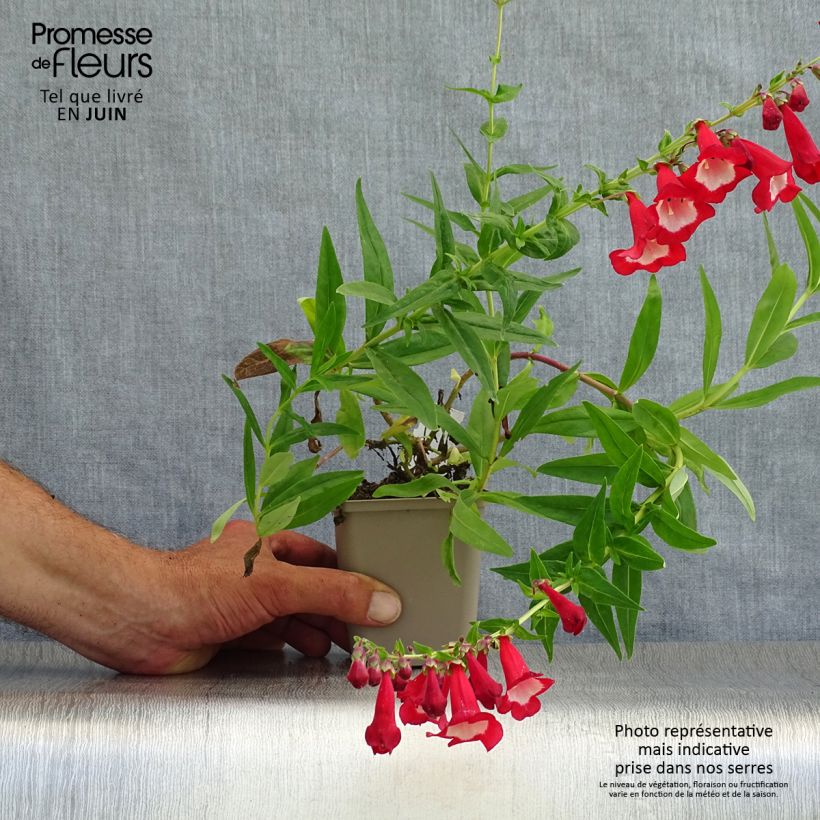 Ejemplar de Penstemon Rubicundus Maceta de 8/9 cm entregado en verano
