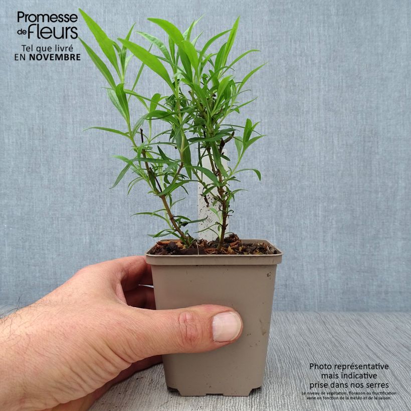 Ejemplar de Penstemon Schoenholzeri Maceta de 8/9 cm entregado en otoño
