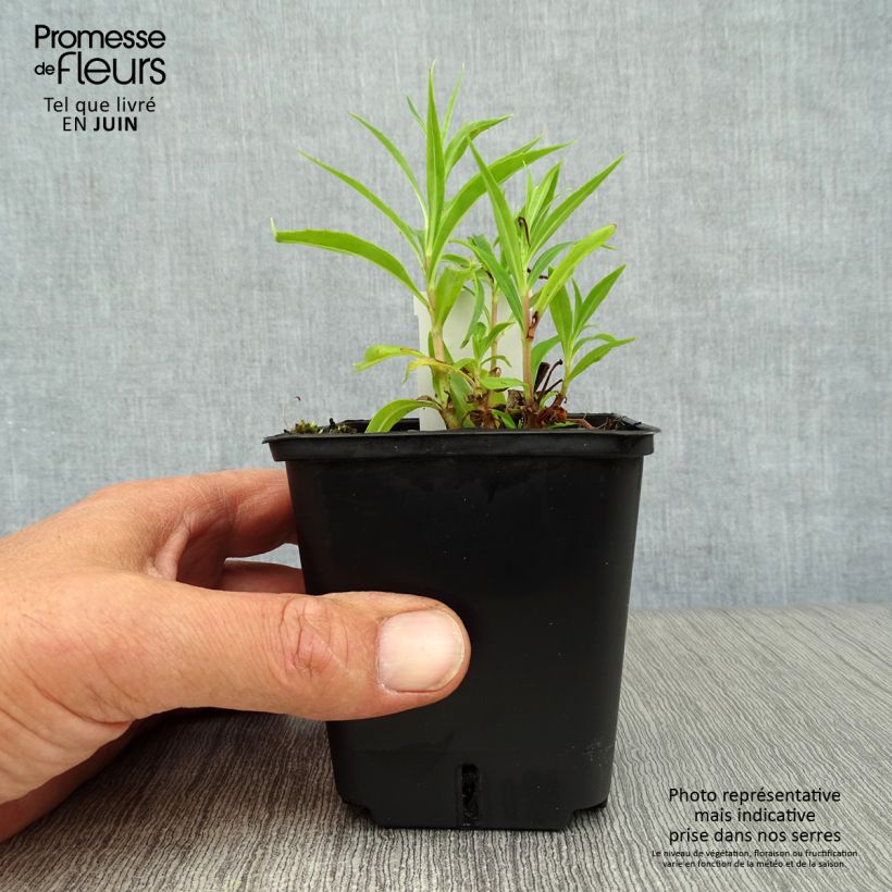 Ejemplar de Penstemon Schoenholzeri Maceta de 8/9 cm entregado en verano