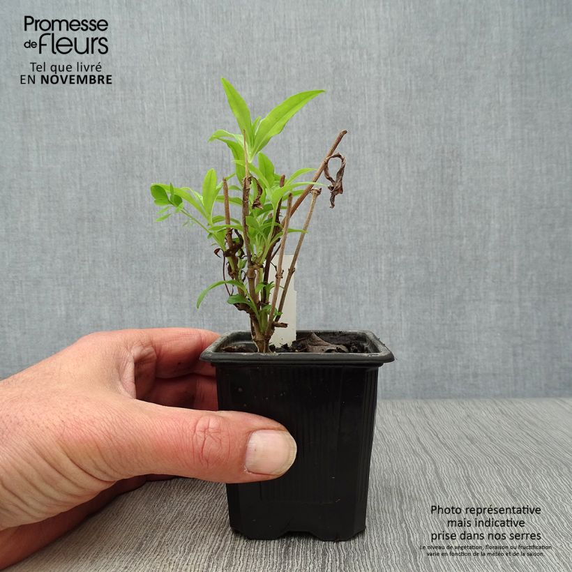 Ejemplar de Penstemon White Bedder Maceta de 8/9 cm entregado en otoño