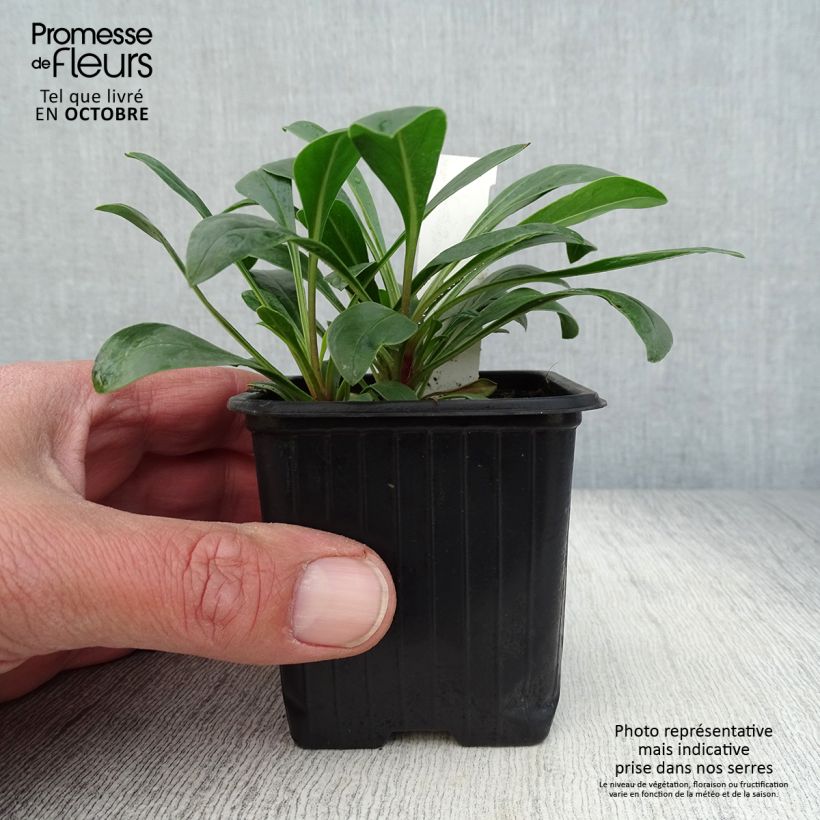 Ejemplar de Penstemon mensarum Maceta de 8/9 cm entregado en otoño
