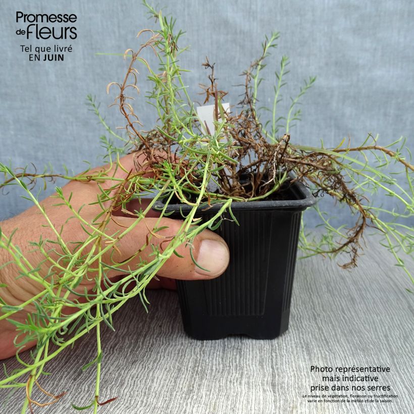 Ejemplar de Penstemon pinifolius Mersea Yellow - Campanita de hojas de pino Maceta de 8/9 cm entregado en verano