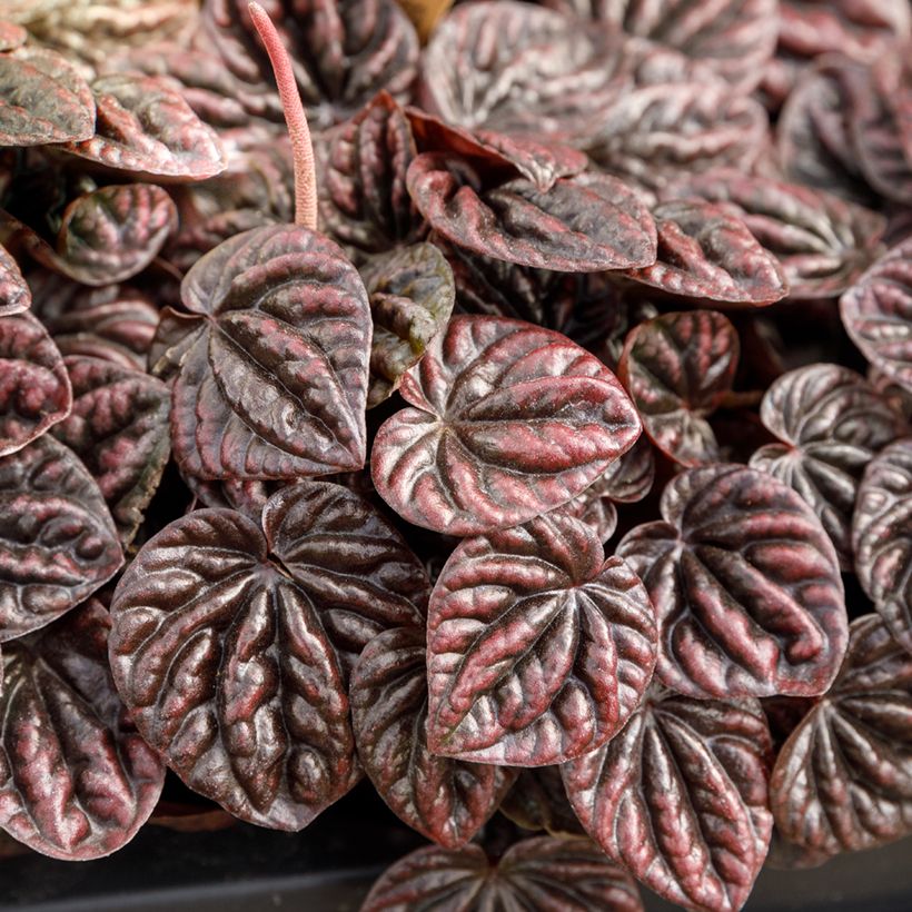 Peperomia caperata Luna (Follaje)