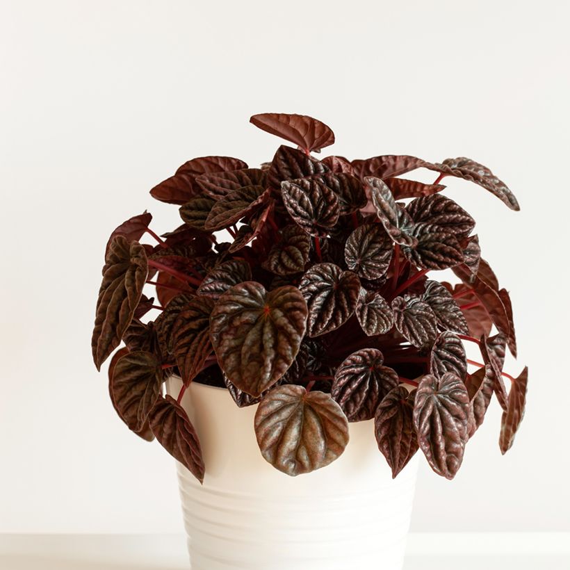 Peperomia caperata Luna (Porte)