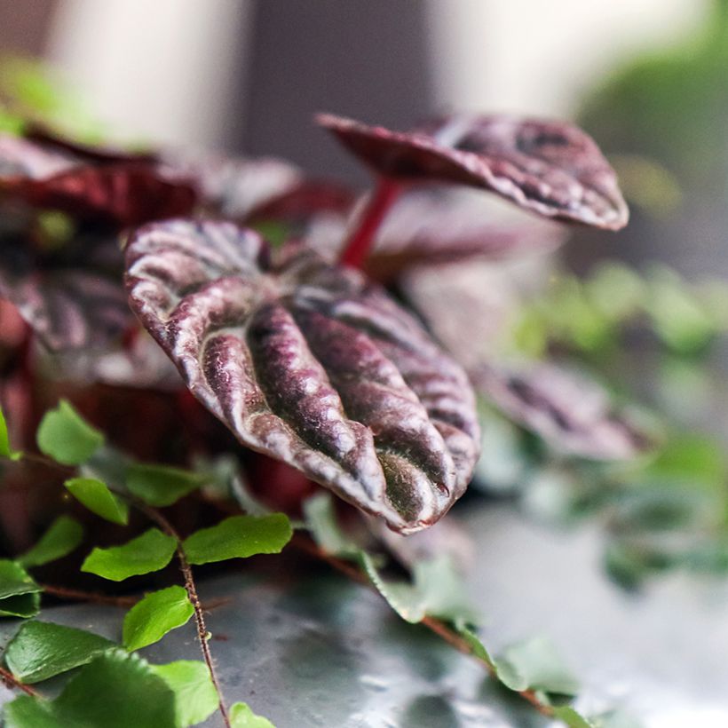 Peperomia caperata Montevideo (Follaje)