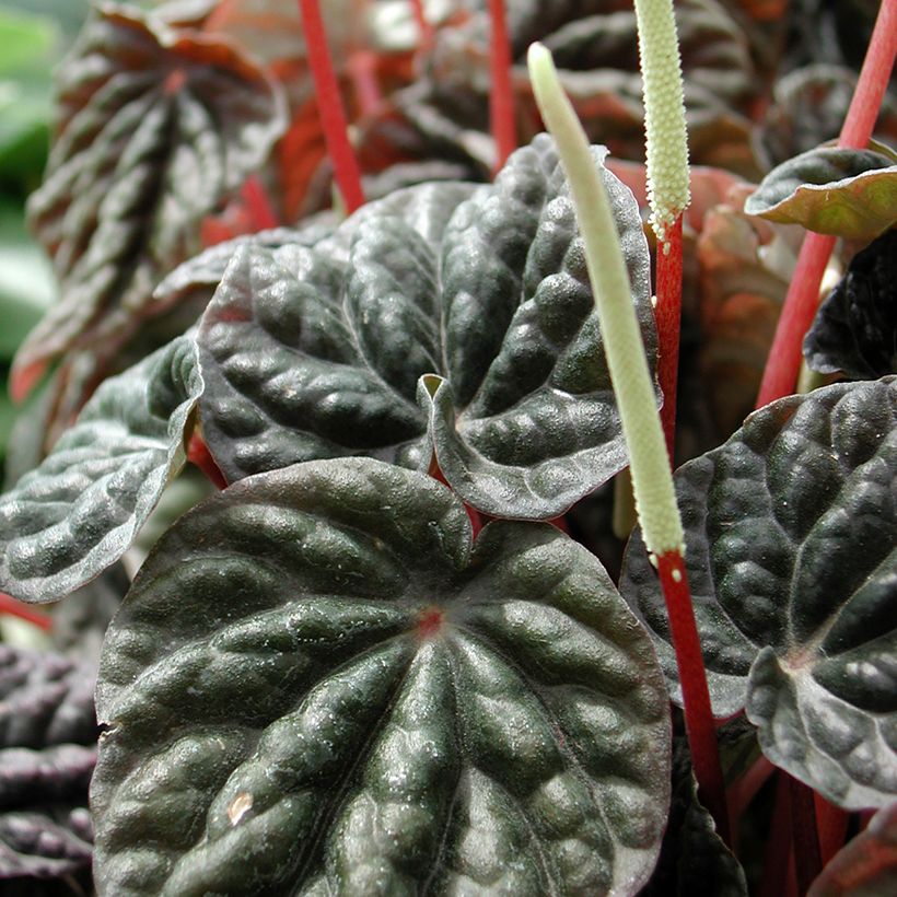 Peperomia caperata Montevideo (Floración)