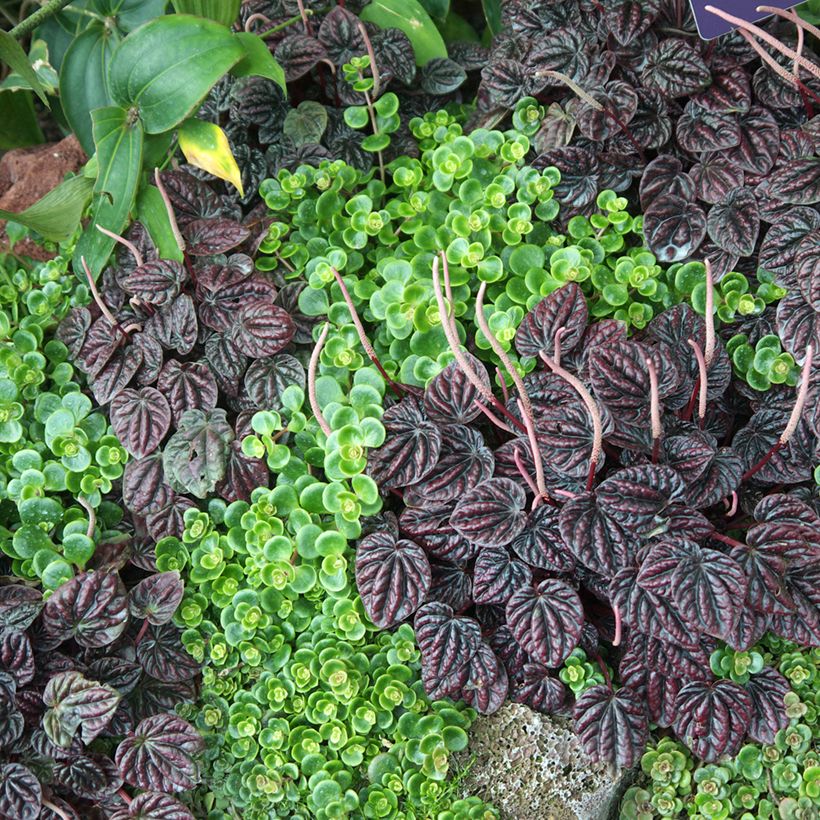 Peperomia caperata Montevideo (Porte)