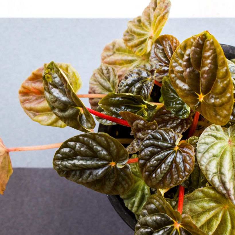 Peperomia caperata Quito (Follaje)