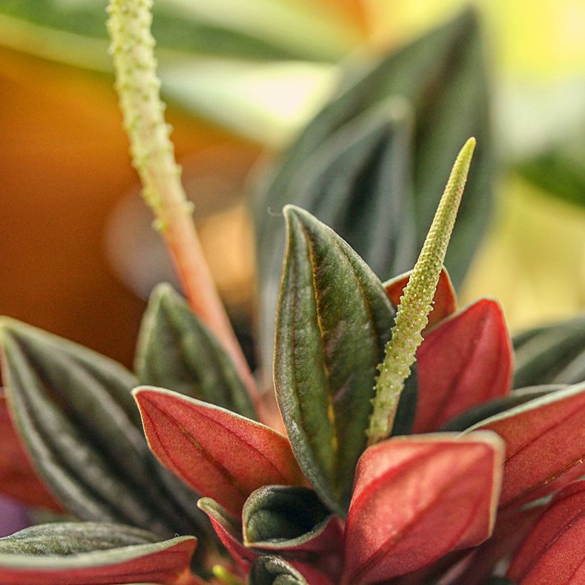 Peperomia caperata Rosso (Floración)