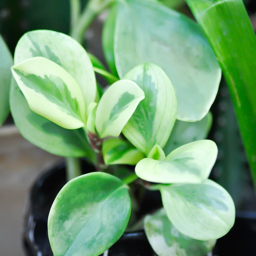 Peperomia obtusifolia Bicolor (Follaje)