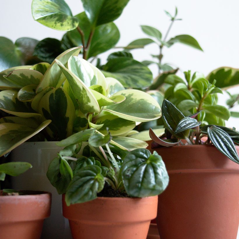 Peperomia obtusifolia Bicolor (Porte)