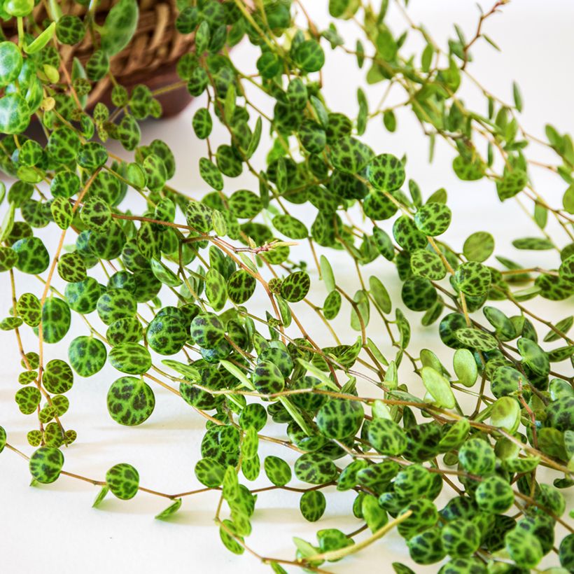 Peperomia prostrata (Follaje)